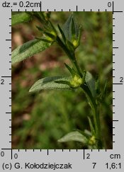 Lithospermum arvense (nawrot polny)