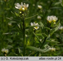 Lithospermum arvense (nawrot polny)