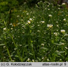 Lithospermum arvense (nawrot polny)