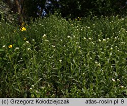 Lithospermum arvense (nawrot polny)