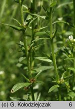 Lithospermum arvense (nawrot polny)