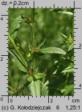 Lithospermum arvense (nawrot polny)