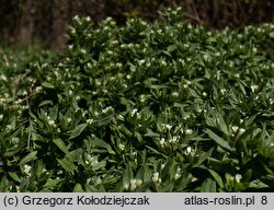 Lithospermum arvense (nawrot polny)