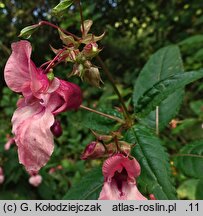 Impatiens glandulifera (niecierpek himalajski)
