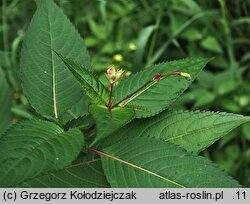 Impatiens glandulifera (niecierpek himalajski)
