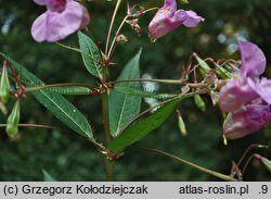 Impatiens glandulifera (niecierpek himalajski)