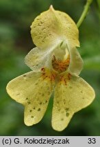 Impatiens parviflora (niecierpek drobnokwiatowy)