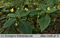 Impatiens parviflora (niecierpek drobnokwiatowy)
