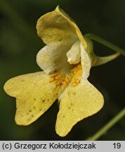 Impatiens parviflora (niecierpek drobnokwiatowy)