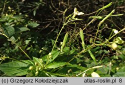 Impatiens parviflora (niecierpek drobnokwiatowy)