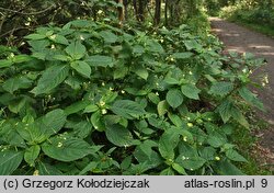 Impatiens parviflora (niecierpek drobnokwiatowy)
