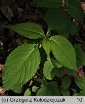 Impatiens parviflora (niecierpek drobnokwiatowy)
