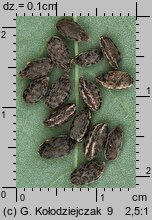 Impatiens parviflora (niecierpek drobnokwiatowy)