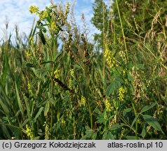 Melilotus dentata (nostrzyk ząbkowany)