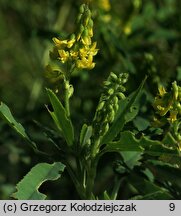 Melilotus dentata (nostrzyk ząbkowany)