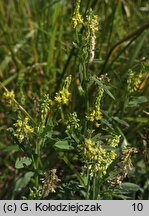 Melilotus dentata (nostrzyk ząbkowany)