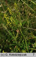 Melilotus dentata (nostrzyk ząbkowany)