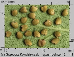 Melilotus dentata (nostrzyk ząbkowany)