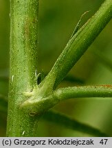 Melilotus dentata (nostrzyk ząbkowany)