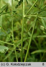 Melilotus dentata (nostrzyk ząbkowany)