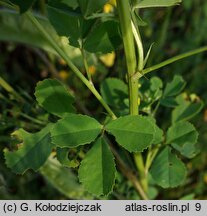 Melilotus officinalis (nostrzyk żółty)