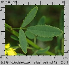 Melilotus officinalis (nostrzyk żółty)