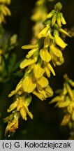 Melilotus officinalis (nostrzyk żółty)