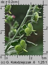 Cynoglossum officinale (ostrzeń pospolity)