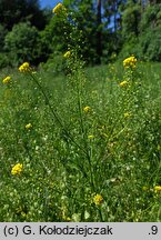 Neslia paniculata (ożędka groniasta)