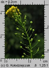 Neslia paniculata (ożędka groniasta)