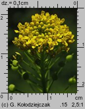Neslia paniculata (ożędka groniasta)