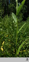 Neslia paniculata (ożędka groniasta)