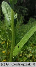 Neslia paniculata (ożędka groniasta)
