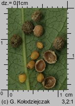 Neslia paniculata (ożędka groniasta)
