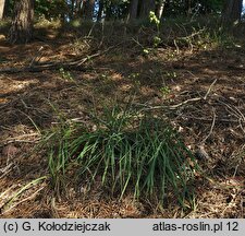 Anthericum ramosum (pajęcznica gałęzista)