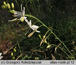 Anthericum ramosum (pajęcznica gałęzista)