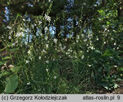Anthericum ramosum (pajęcznica gałęzista)