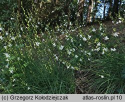 Anthericum ramosum (pajęcznica gałęzista)