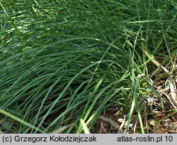 Anthericum ramosum (pajęcznica gałęzista)