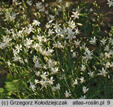 Anthericum ramosum (pajęcznica gałęzista)