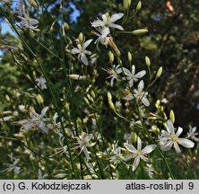 Anthericum ramosum (pajęcznica gałęzista)