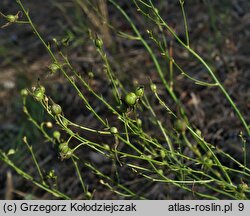 Anthericum ramosum (pajęcznica gałęzista)