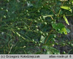 Anthericum ramosum (pajęcznica gałęzista)