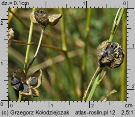 Anthericum ramosum (pajęcznica gałęzista)