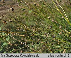 Anthericum ramosum (pajęcznica gałęzista)