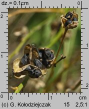 Anthericum ramosum (pajęcznica gałęzista)