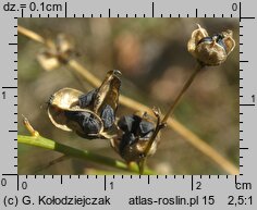 Anthericum ramosum (pajęcznica gałęzista)