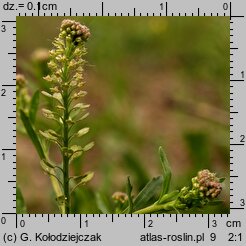 Lepidium densiflorum (pieprzyca gęstokwiatowa)