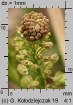 Lepidium densiflorum (pieprzyca gęstokwiatowa)