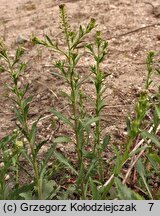 Lepidium densiflorum (pieprzyca gęstokwiatowa)